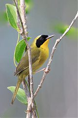 Bahama Yellowthroat